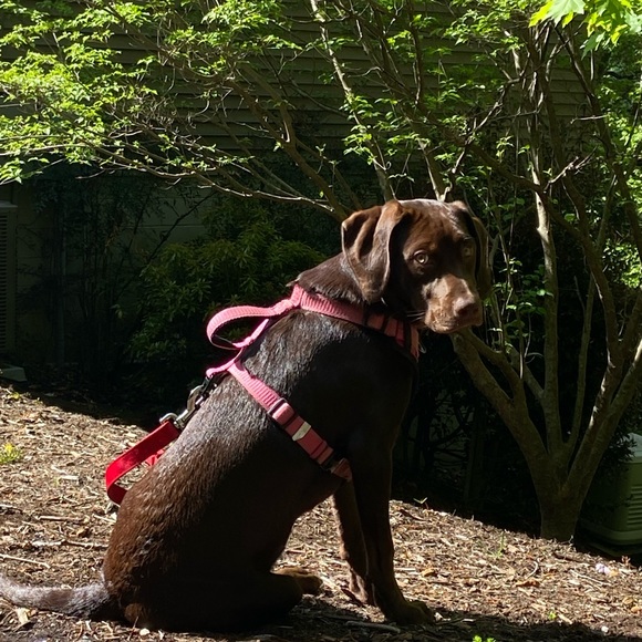 Our Bailey & meet Sadie —part 2 - Picture 8 of 16